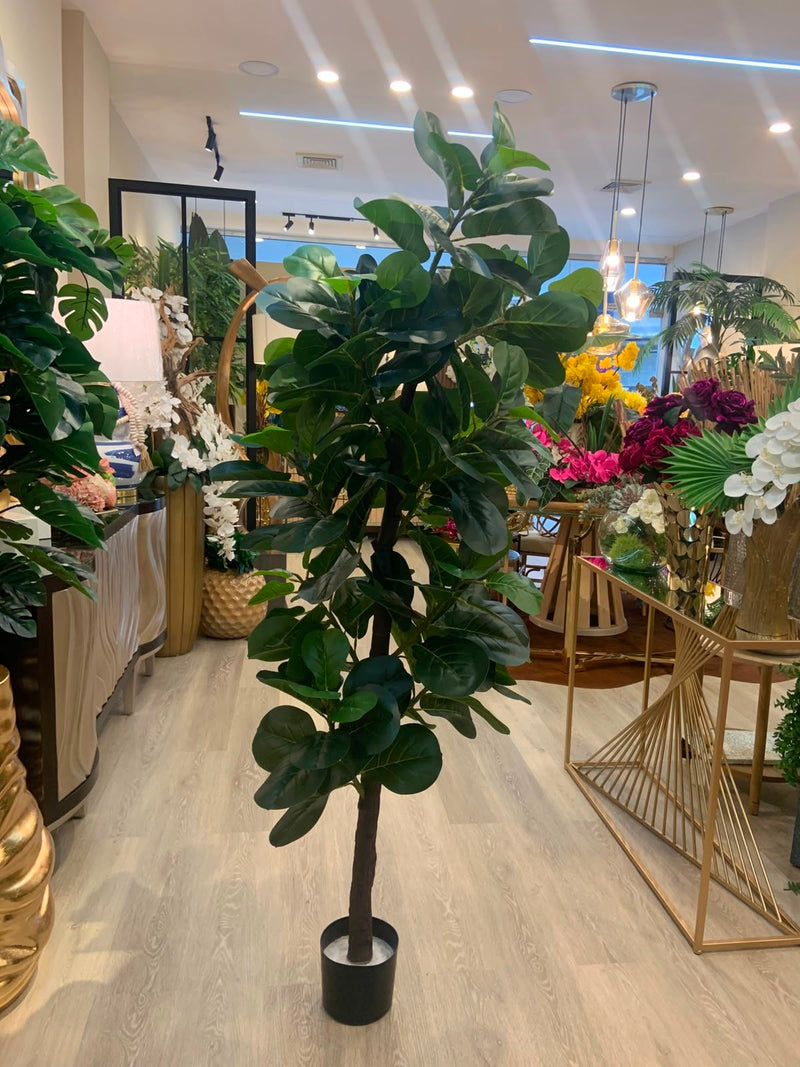 Árbol de ficus lyrata