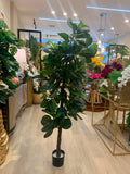 Árbol de ficus lyrata