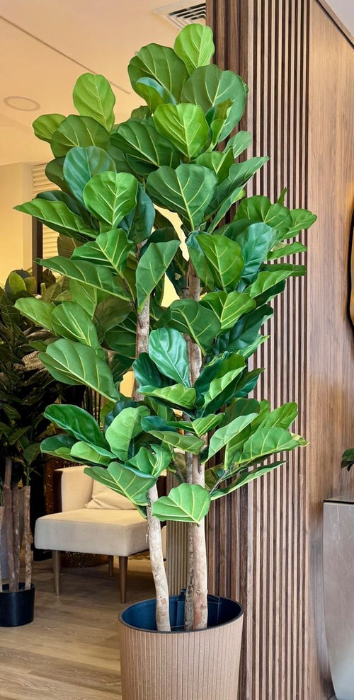 Árbol de Ficus Lyrata mediano