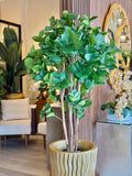 Árbol de ficus Pequeño