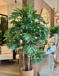 Palmera Areca Grande