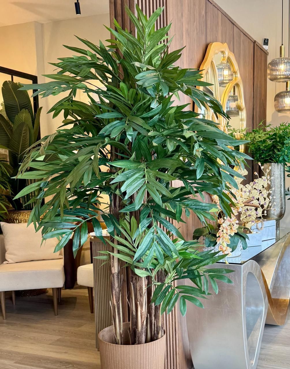 Palmera Areca Grande