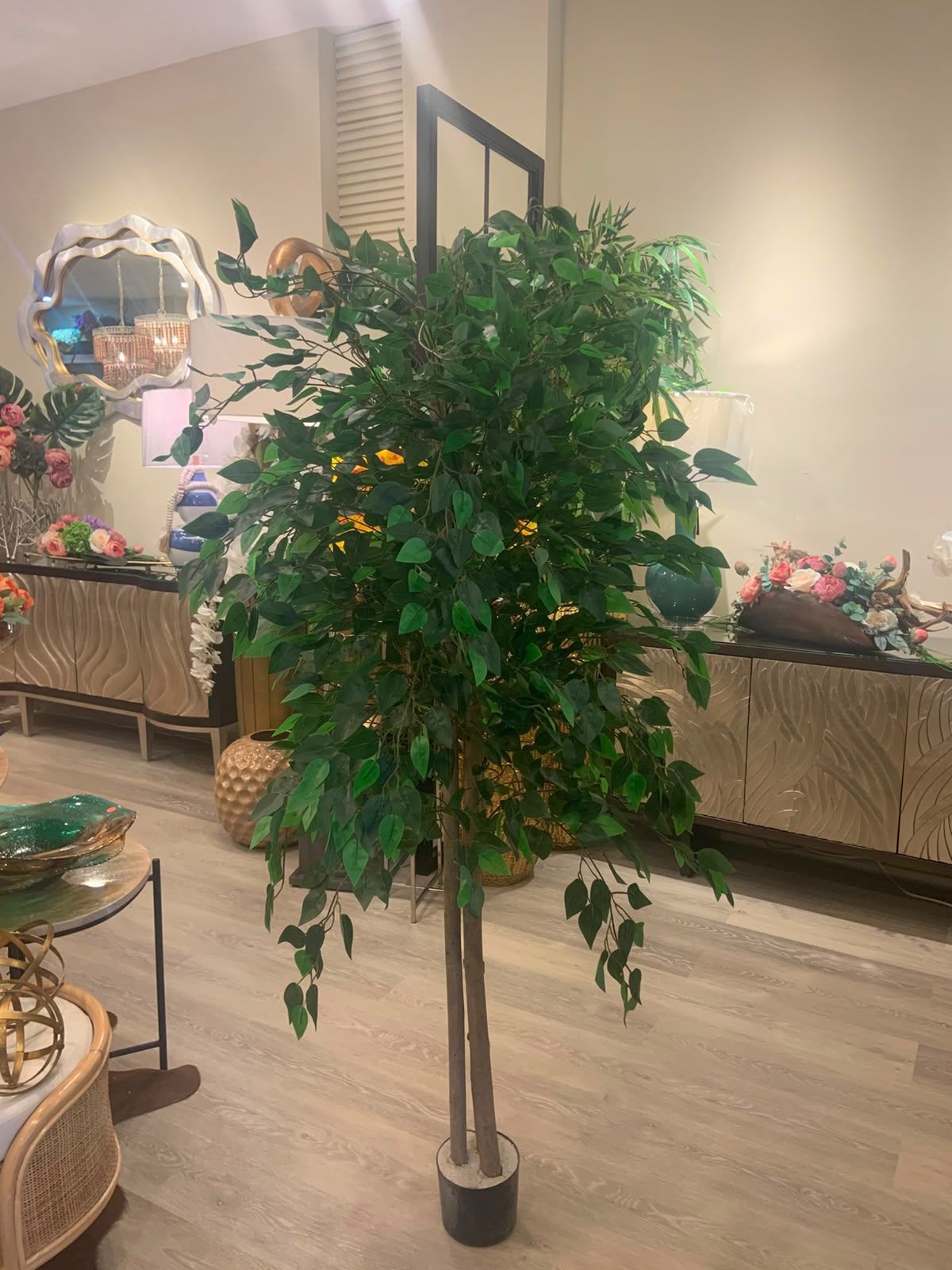 Planta Ficus
