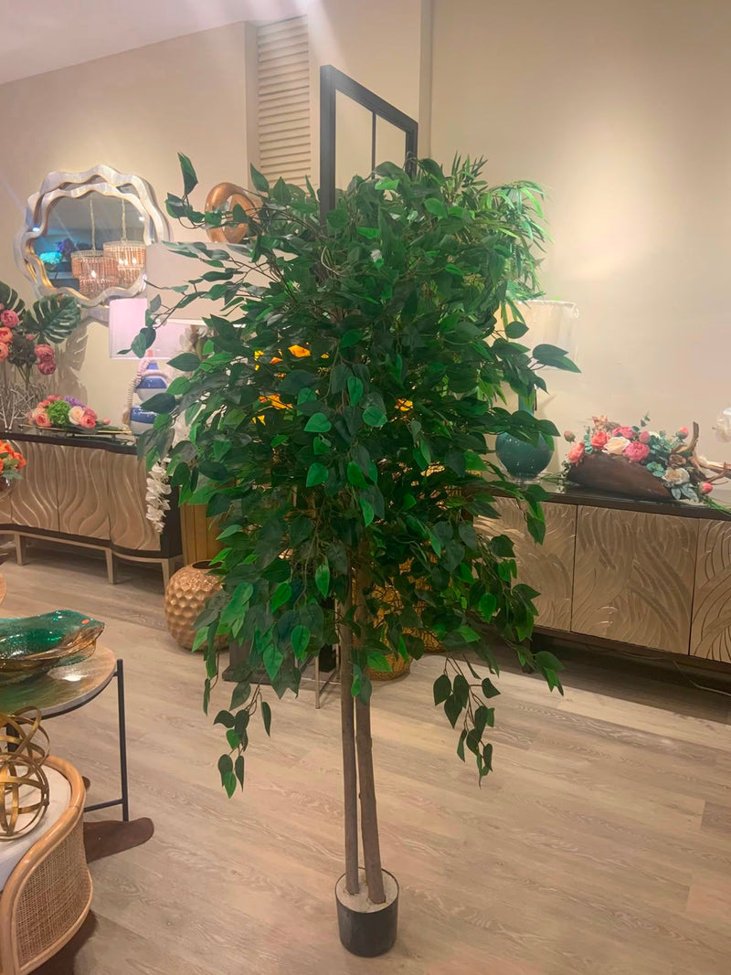Planta Ficus