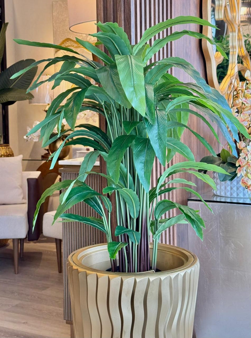 Planta Mediana Cinta